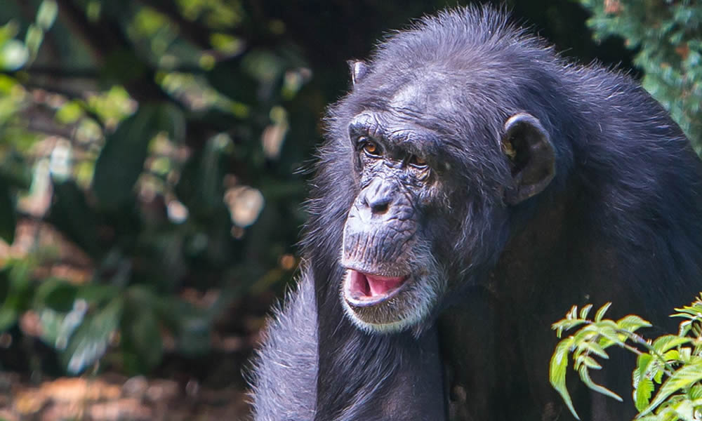 7 Days Exploring the Best of Rwanda Wildlife Tour
