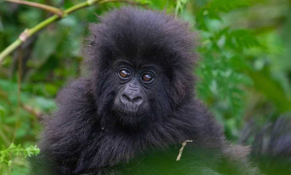 2 Days Rwanda Gorilla Trekking Safari