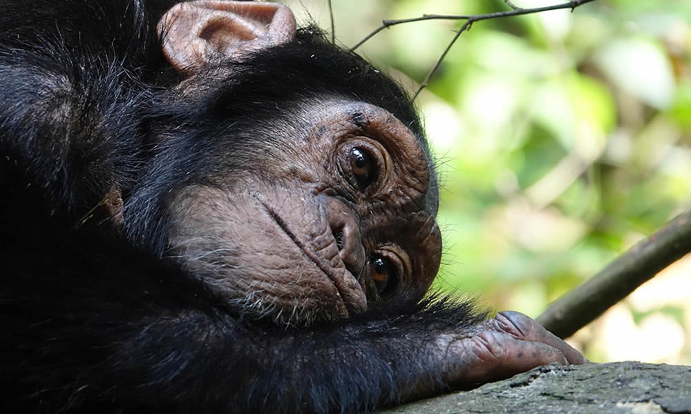 5 Days Chimpanzee Safari to Nyungwe National Park