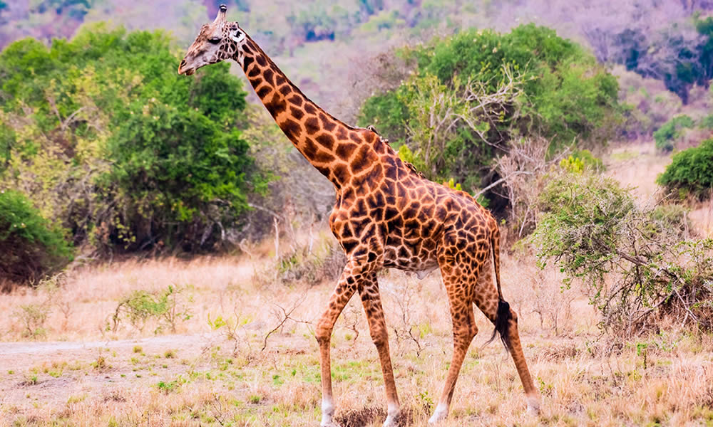 3 Days Akagera National Park Wildlife Safari