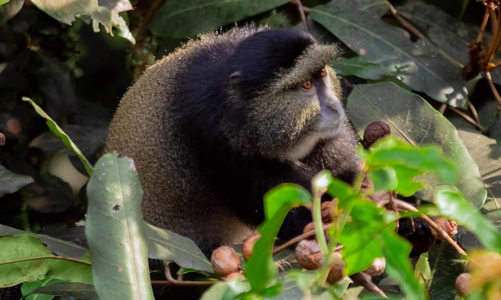 4 Days Tracking Gorillas and Golden Monkeys in Rwanda