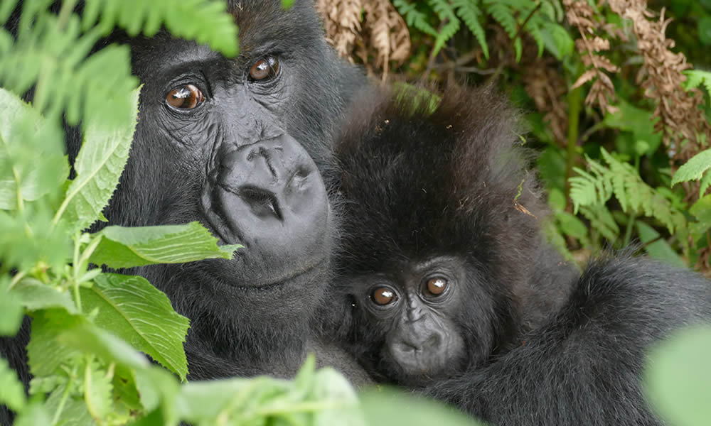 3 Days Rwanda Gorilla Tracking Tour