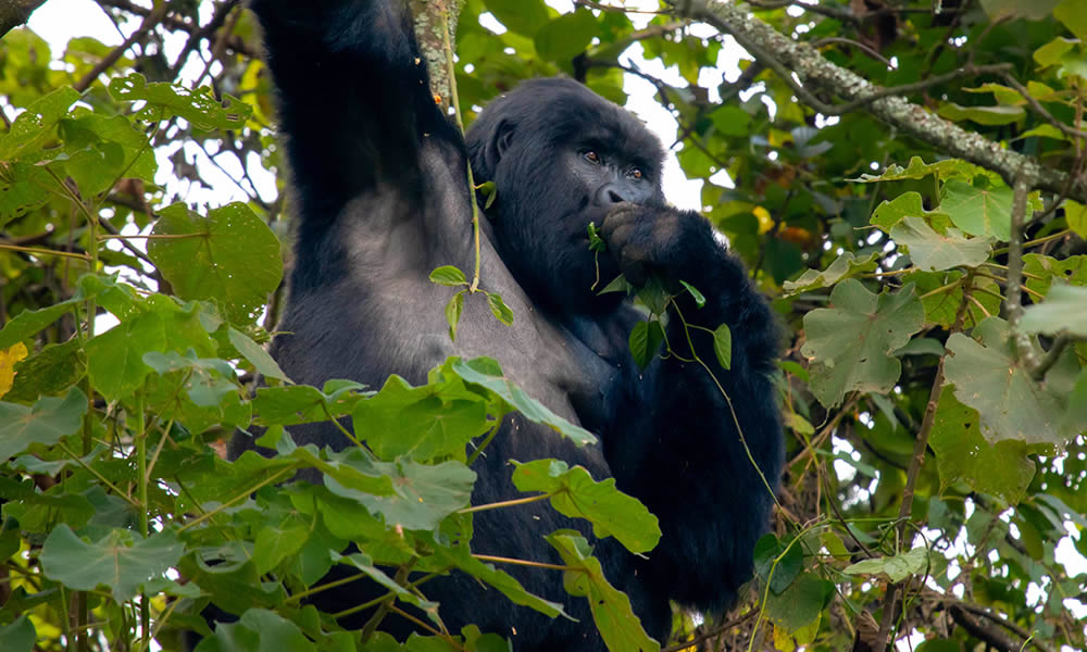 3 Days Gorilla Trekking in Volcanoes National Park