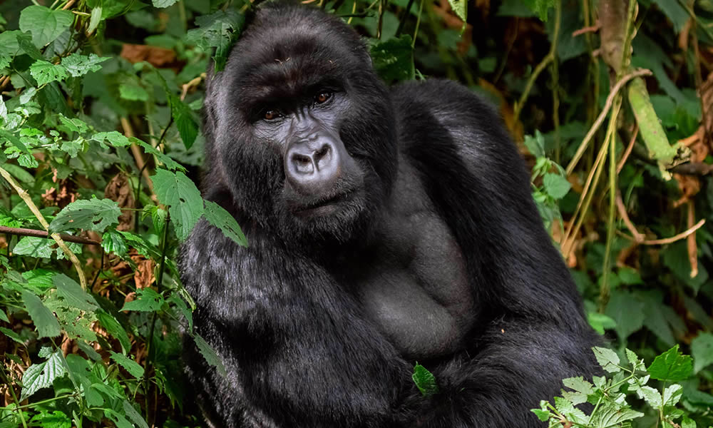 2 Days Gorilla Tracking Tour in Rwanda