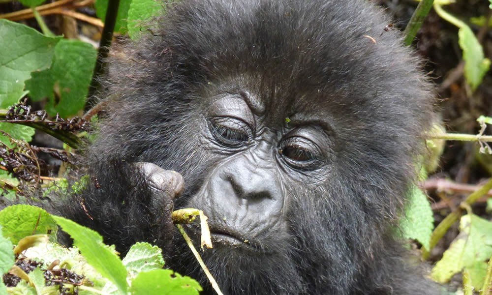 5 Days Rwanda Primate Tracking Adventure
