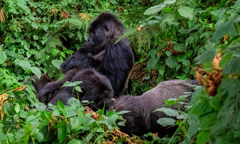 3 Days Gorilla Trekking Safari in Rwanda