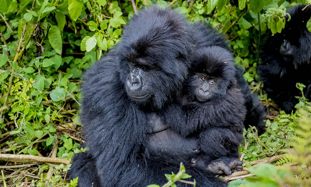 4 Days Gorilla Trekking Rwanda Tour