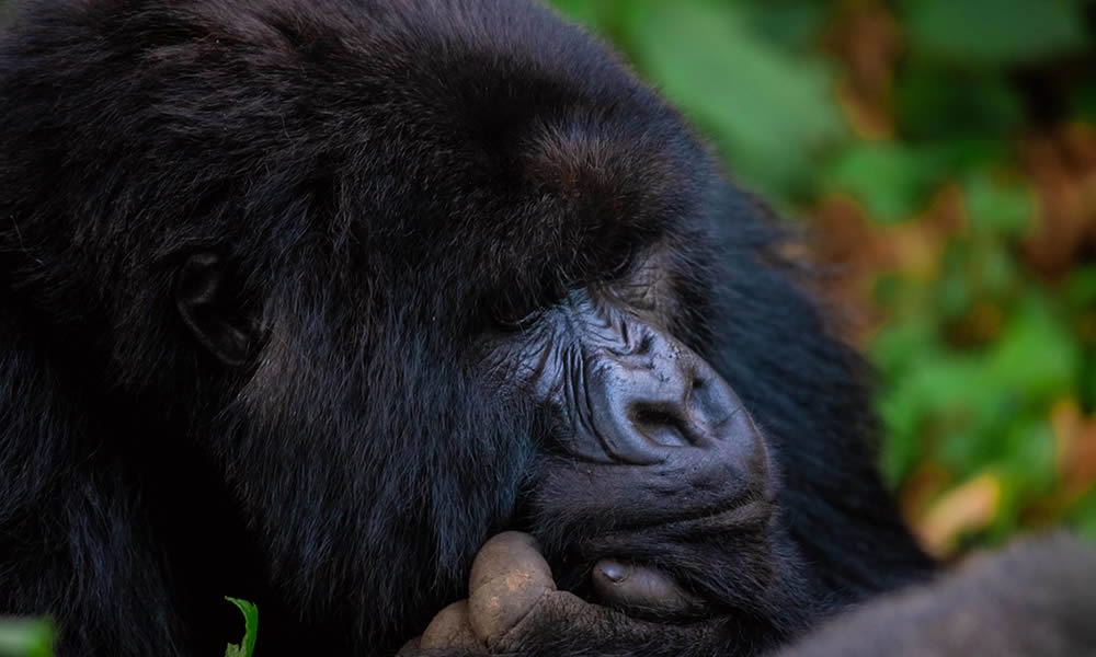 4 Days Double Gorilla Trekking Rwanda Tour