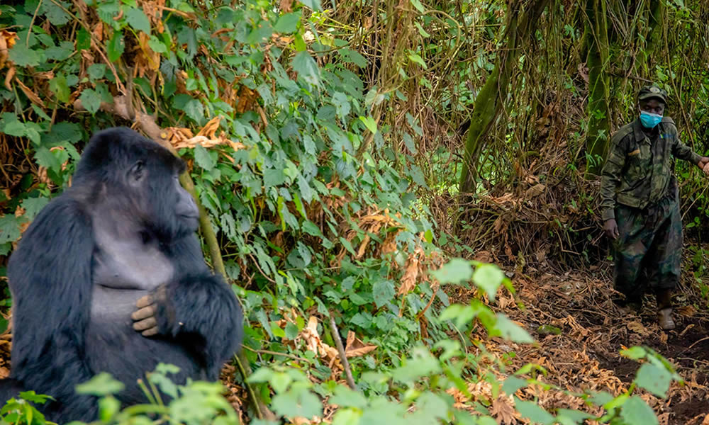 4 Days Rwanda Primate Tracking Safari