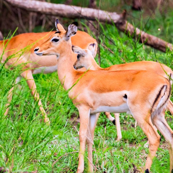 Akagera National Park