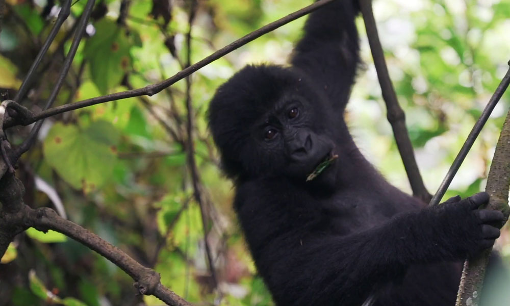 6 Days Gorilla Trekking Safari in Congo