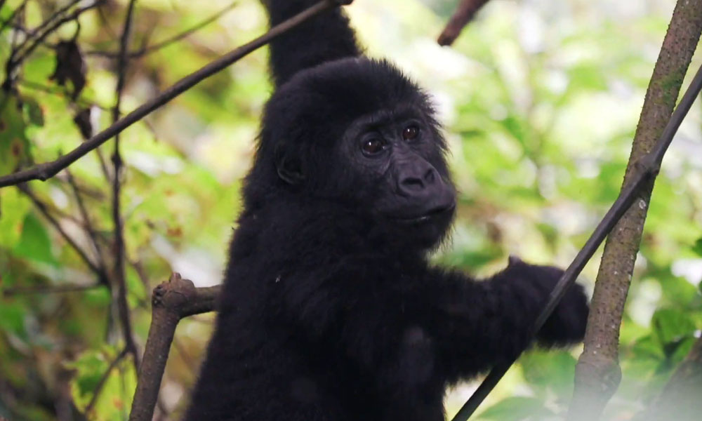 2 Days Gorilla Trekking in Virunga National Park