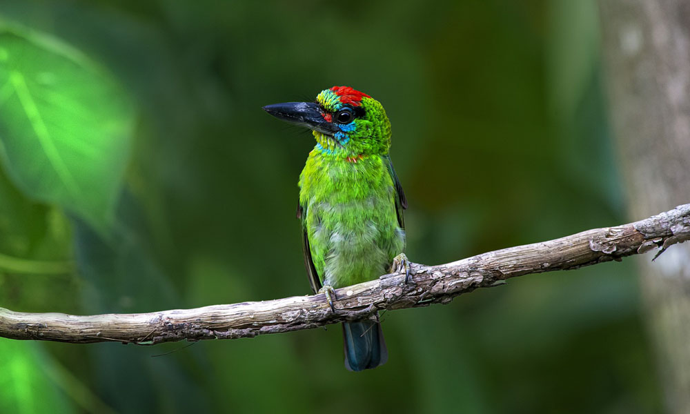 Birding Safaris in Nyungwe Forest National Park