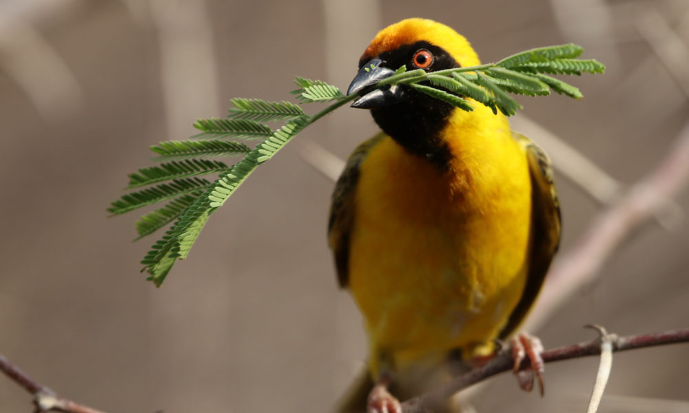 Bird Watching in Uganda