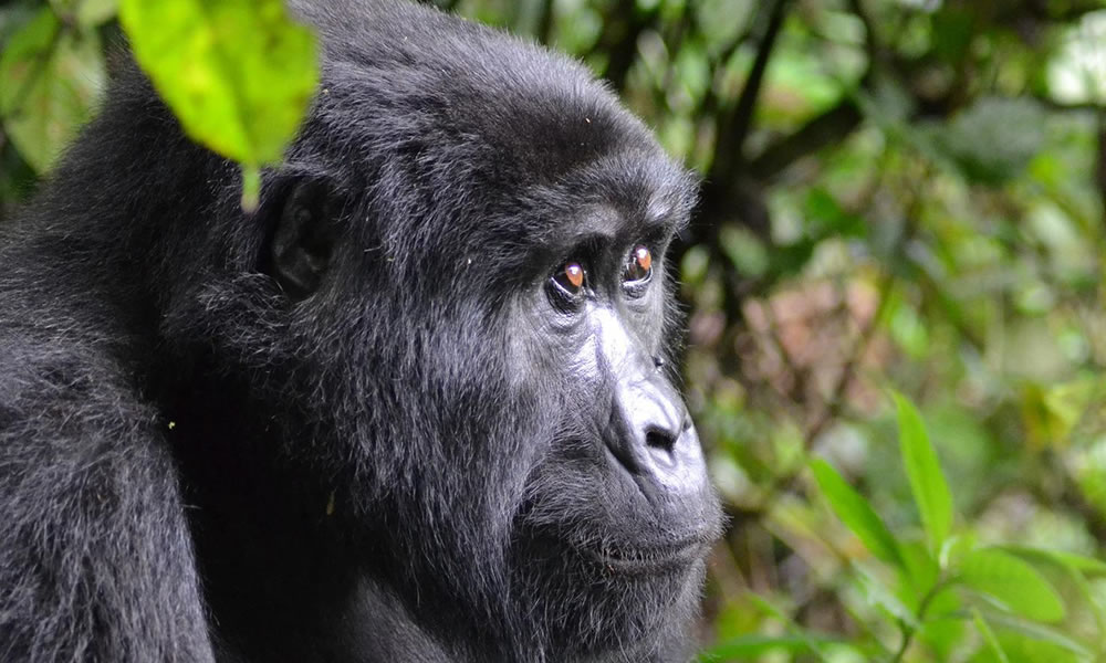 3 Days Uganda Gorilla Tracking Tour
