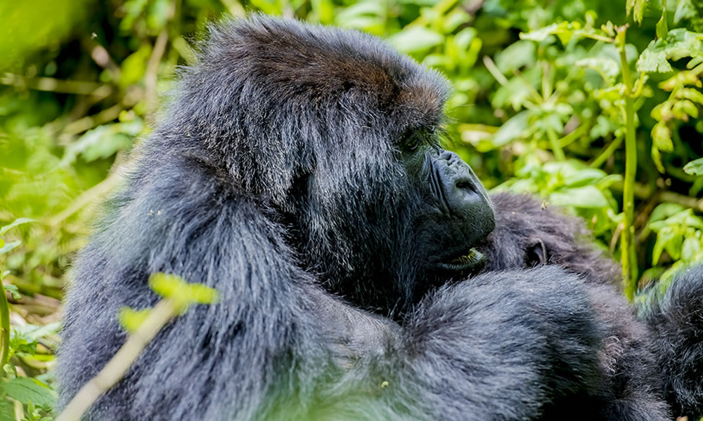 Bwindi Forest National Park