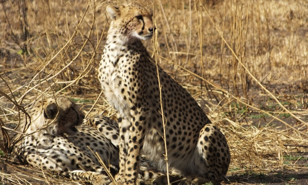 9 Days Wildlife Safari in Tanzania