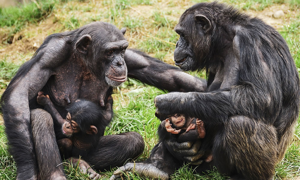 4 Days Uganda Primate Tracking Safari