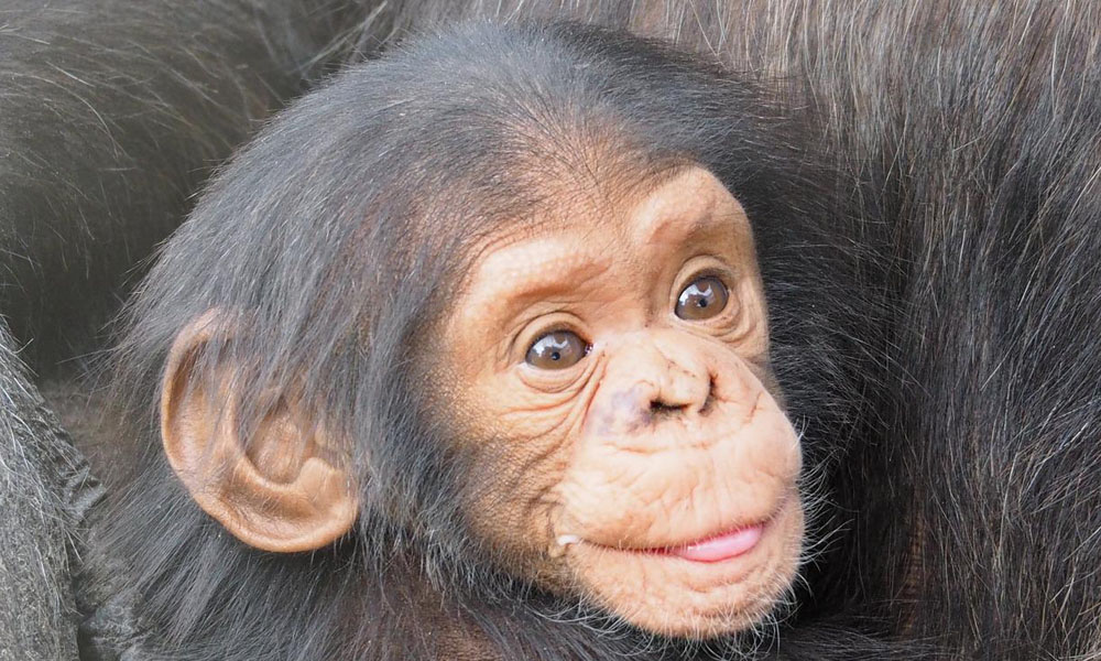 Chimpanzee Tracking in Kibale Forest National Park