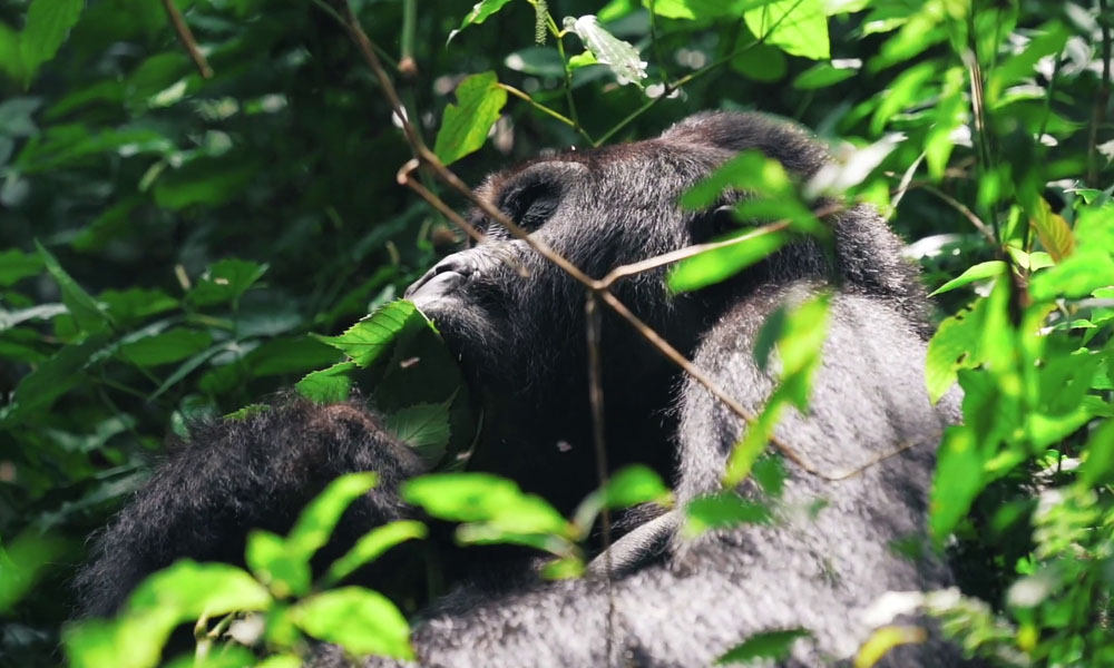 3 Days Gorilla Trekking Tour in Congo