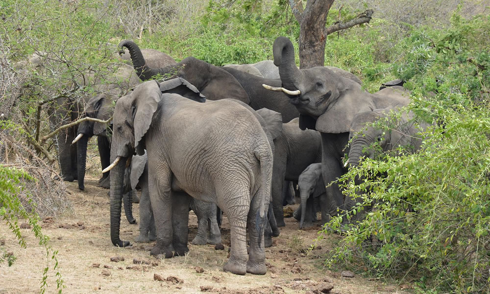 10 Days Across Uganda Safari Experience
