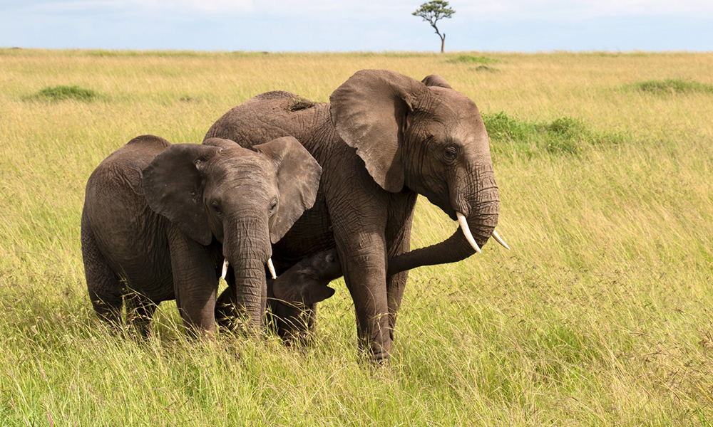 3 Days Amboseli National Park Safari