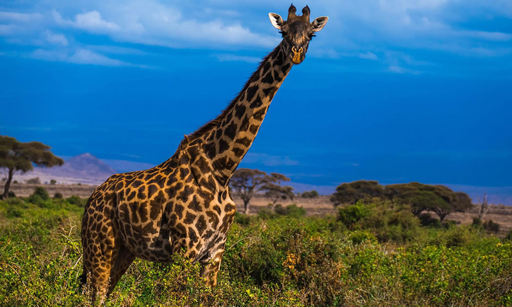 6 Days Adventure Safari Tour to Uganda