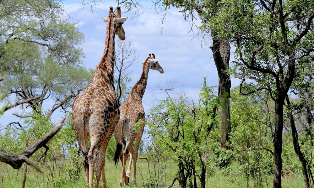 6 Days Wildlife Safari Tour in Tanzania
