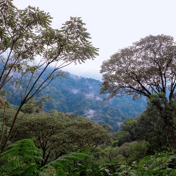 Gishwati - Mukura National Park