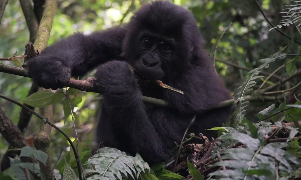 4 Days Primate Tracking Safari in Virunga National Park