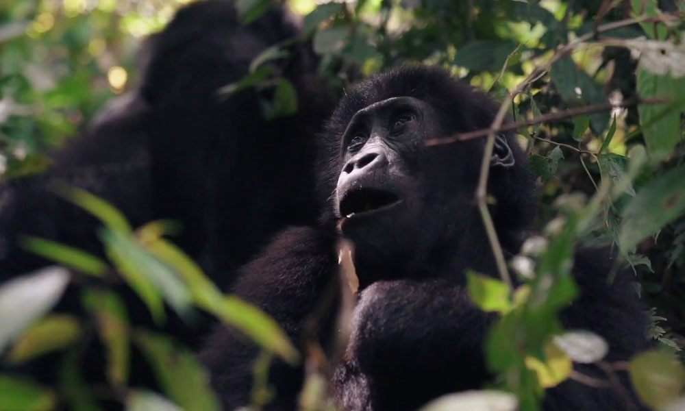3 Days Lowland Gorilla Trekking Safari in Congo