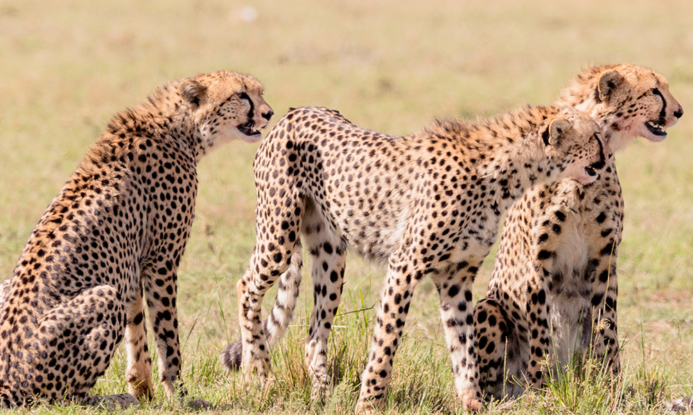 8 Days Kenya Wildlife Safari Adventure