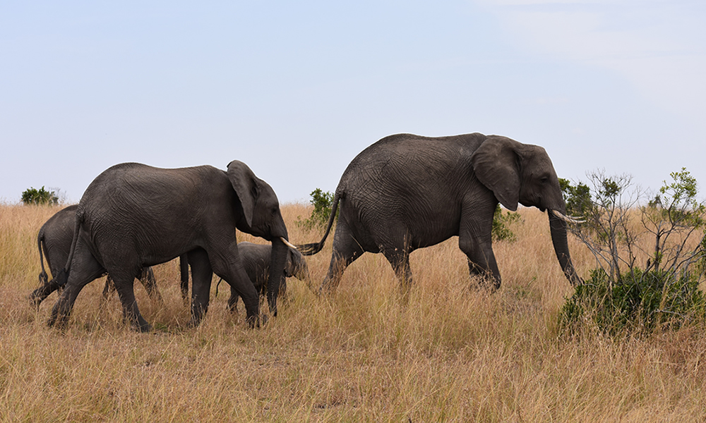 3 Days Safari to Samburu National Park
