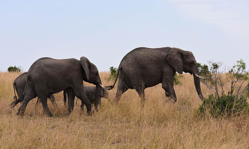 3 Days Safari to Samburu National Park