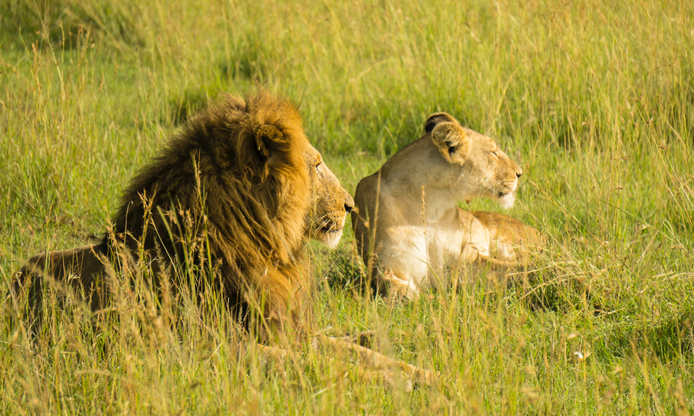 4 Days Masai Mara Wildlife and Cultural Tour