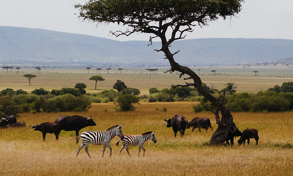 5 Days Lake Nakuru and Masai Mara Safari Tour