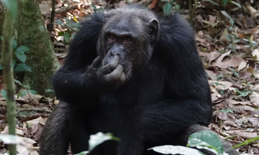 3 Days Kibale Chimpanzee Habituation Experience