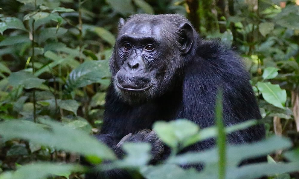 Kibale Forest National Park