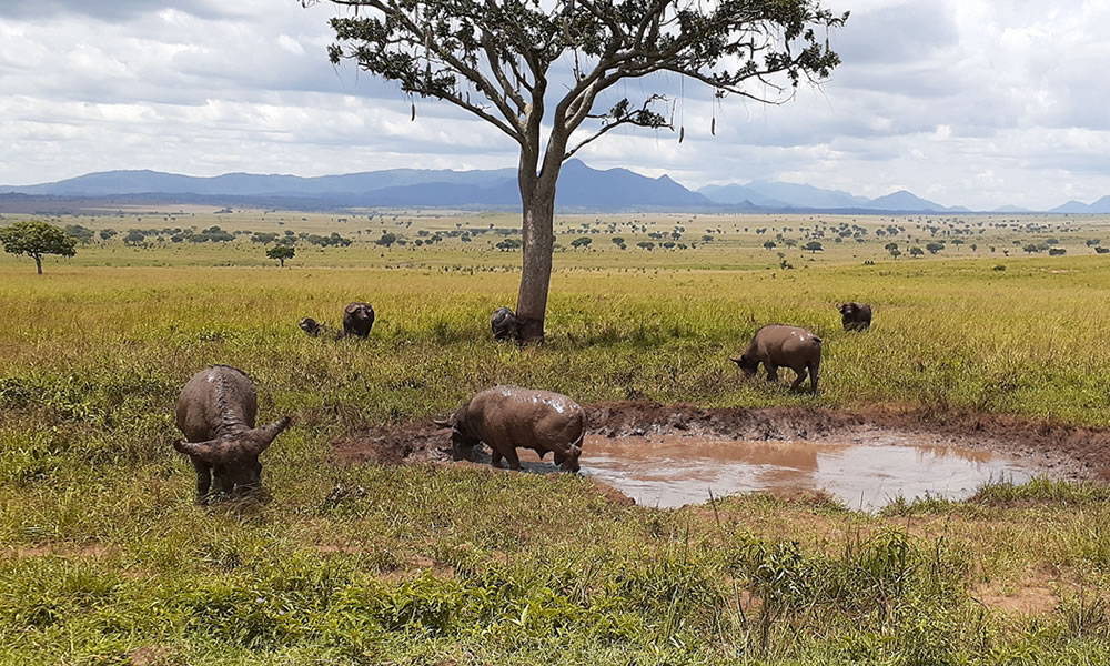 Kidepo Valley National Park