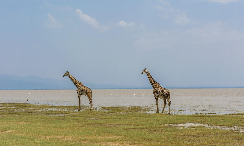 8 Days Best of Tanzania Wildlife Adventure