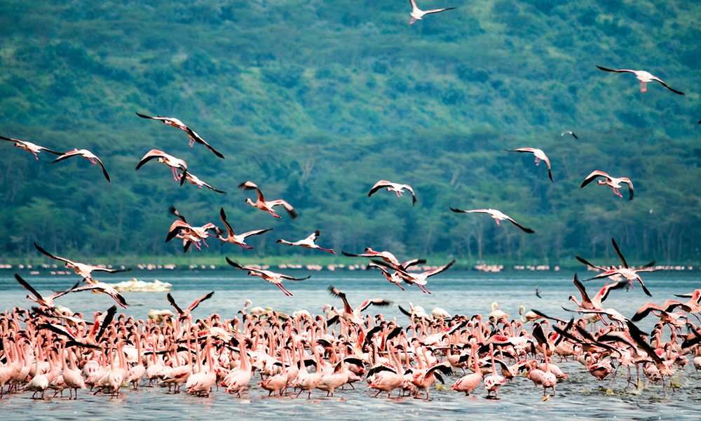 3 Days Lake Nakuru National Park Tour