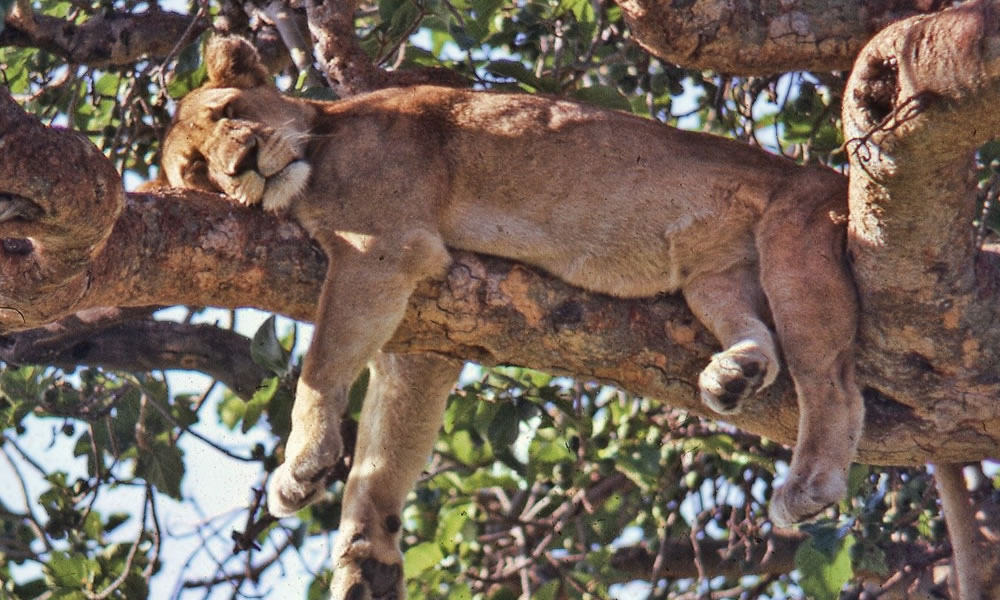 3 Days Uganda Safari to Queen Elizabeth National Park