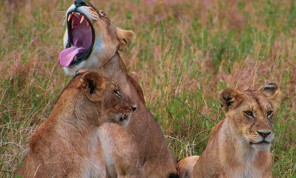 5 Days Kenya Tour to Tsavo National Park