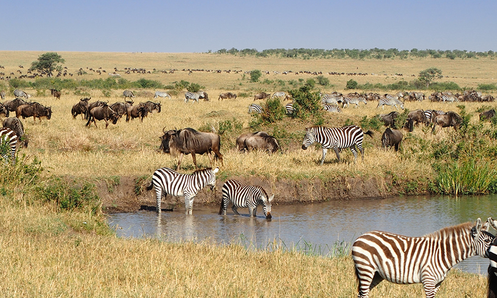 3 Days Masai Mara Wildlife Safari