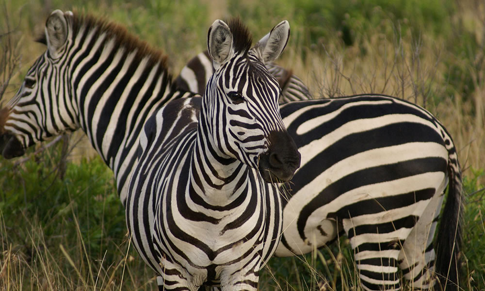 Lake Mburo National Park