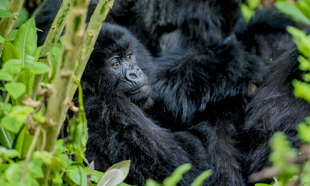 Mgahinga Gorilla National Park