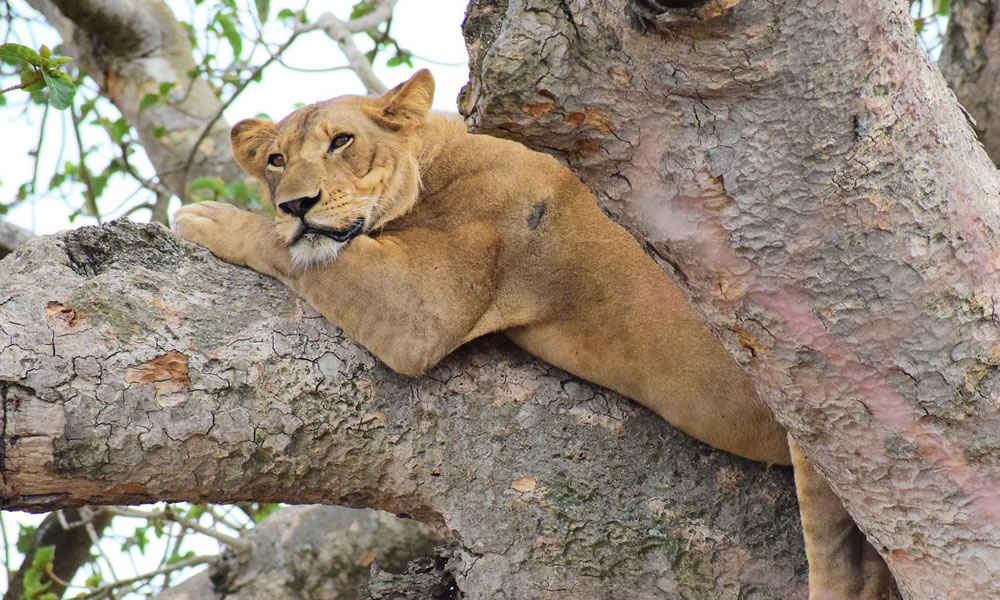 Queen Elizabeth National Park