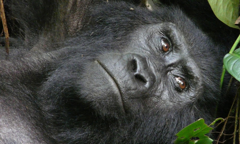 5 Days Primate Tracking Safari in Uganda