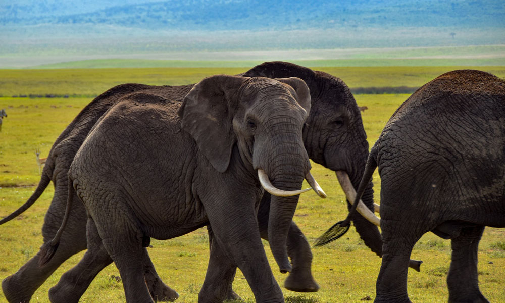7 Days Tanzania Luxury Wildlife Safari