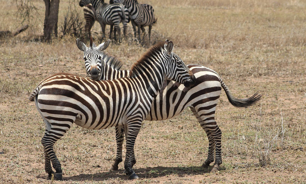 8 Days Wildlife Adventure in Tanzania